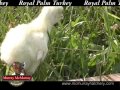 Video: Royal Palm Turkey Video: Royal Palm Turkey