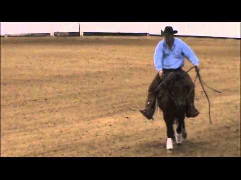 lanny lilly - This 6 year old gelding was wild 90 days ago. Here he his performing a reining pattern at a show. Clint has extensive experience in the field of starting and...