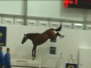 devinette beligneux haras