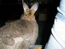 Bunny MAD