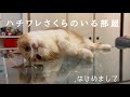 さくらちゃんとの日常｜はじめまして、スコティッシュフォールドのさくらです🌸
