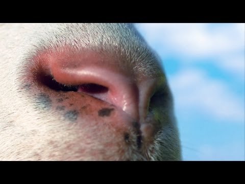 Vidéo 1