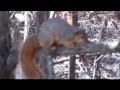 November Bow Hunt 2011