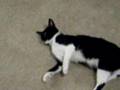 Cat-in-heat