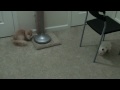 Kung Fu Cat Fight : Teacup Marie vs Mini Cooper 武道の子猫 (by Sony HDR-XR200V)