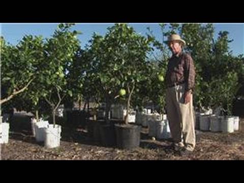 Growing Citrus Fruits : How to Prune a Citrus Tree