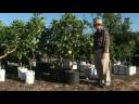 Growing Citrus Fruits : How to Prune a Citrus Tree