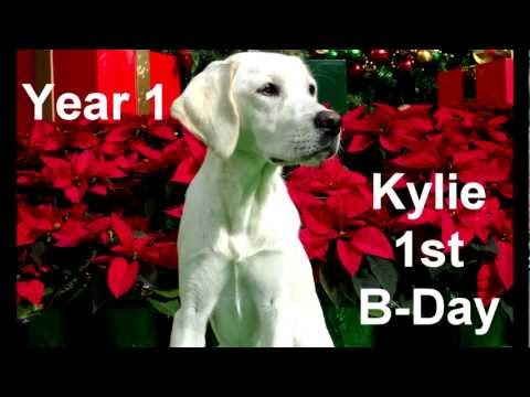 Kylie Year 1 – Labrador Retriever