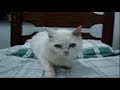 Magical Cat (Gato M�gico)