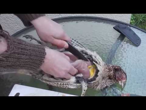 video-linktoworks-HOW TO BREAST A PHEASANT