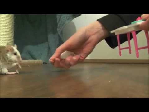 Mouse Training Secret: How To Teach A Mouse To Walk Backwards