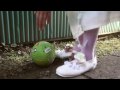 くらげくん 予告編