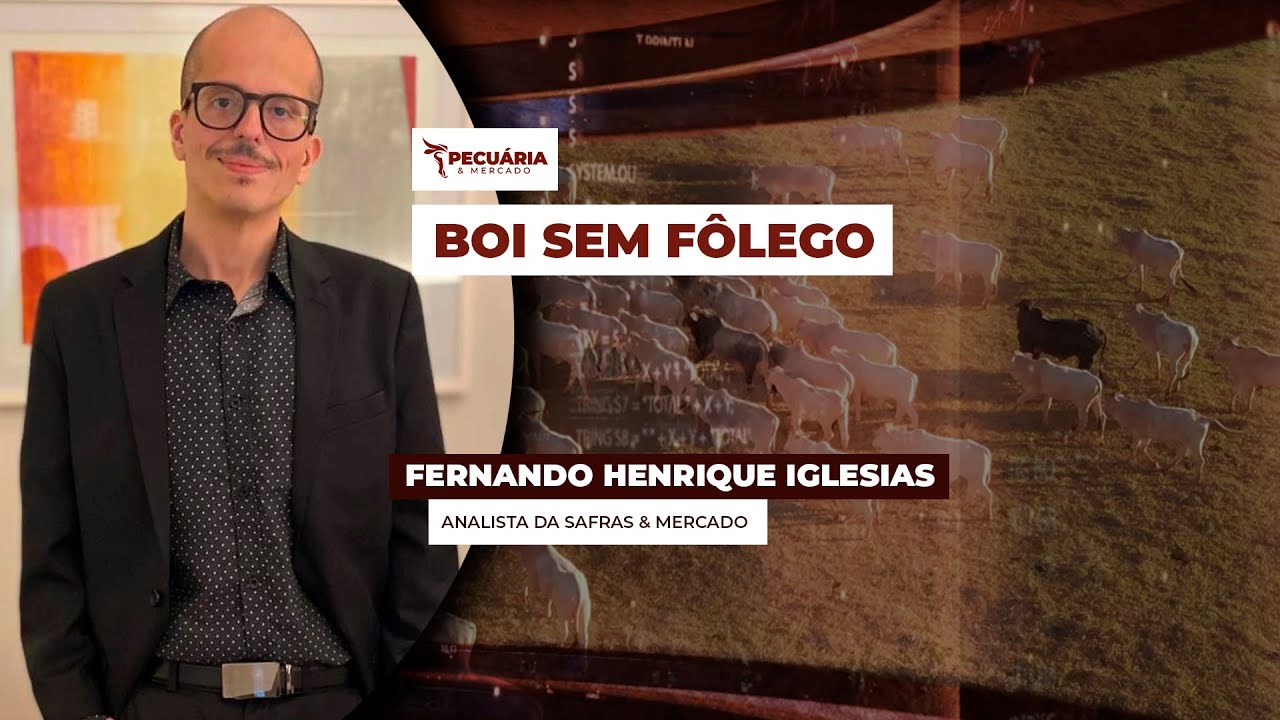Cotação do boi tenta reagir, até realiza algumas correções, mas movimento de alta não avança