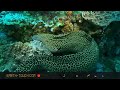 Moray hunts octopus