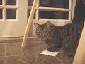 Another Silly Kitten Video - With Spider! Another Silly Kitten Video - With Spider!