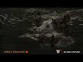Hippo in full cry