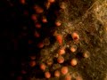 Paretroplus maculatus hatching Paretroplus maculatus hatching