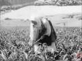 Shqiperia 1945 Pjesa 1