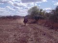 matape sonora