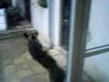 videos de *Deny*