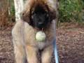 Cute Puppies! AWWWW