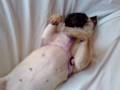 carlino pug kira