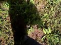 OAXACA-TIERRA MIXTECA