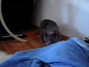 Jumping Korat cat Jumping Korat cat