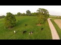 Click here to watch this video FPV Cows