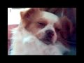 眠りイヌ動画