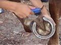 CZYSZCZENIE KOPYT CZYSZCZENIE KOPYT