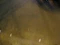 vids 005.avi