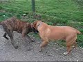 Tosa Inu Versus Boerboel part 3