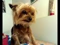 le parole magiche di gessy yorkshire terrier le parole magiche di gessy yorkshire terrier