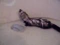 Swimming Ferrets