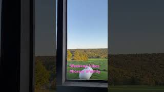 Horses with a view #shorts #viral #trending #youtubeshorts #horse #nature #subscribe #family #love by Puffin Pete