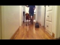 Dogy Griff Trying to Skate Board