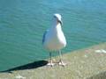 la mouette bavarde