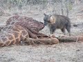 Brown hyena eating a dead Giraffe