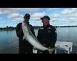 Monster Kingfish from your own Trailer Boat