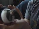 my rats my rats