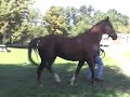 Rescue Thoroughbred looking for new home Rescue Thoroughbred looking for new home