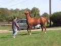 Rescue Thoroughbred looking for new home