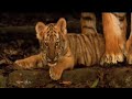 Kumal Can't Wait To be King