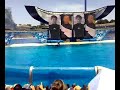Shamu at the Sea World, San Deigo