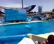 Shamu at the Sea World, San Deigo