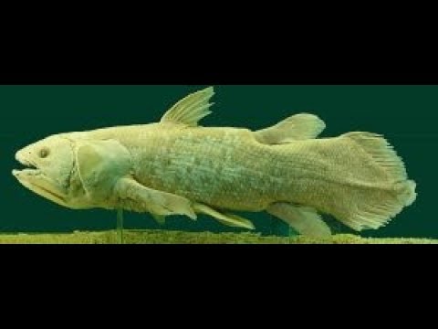 Living Fossils – J.D. Mitchell