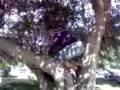 videos de No controlo mi podr.3gp