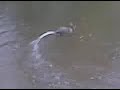 Hunting Motion duck decoy swimming