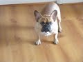 Dior Stalks Kates Door